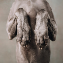 close up of weimaraner dog paws begging indoors, square photo