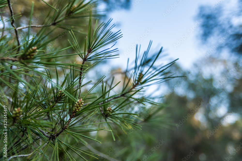 Pine leaves Pine leaves