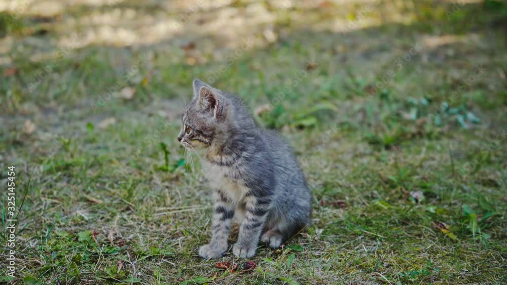 Lovely grey kitten with big eyes. Cute little kitten on green grass in summer. Funny kitty looking at something attentively. Lovely grey kitten with big eyes. Cute little kitten on green grass in summer. Funny kitty looking at something attentively.