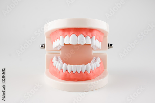 acrylic model of human jaws