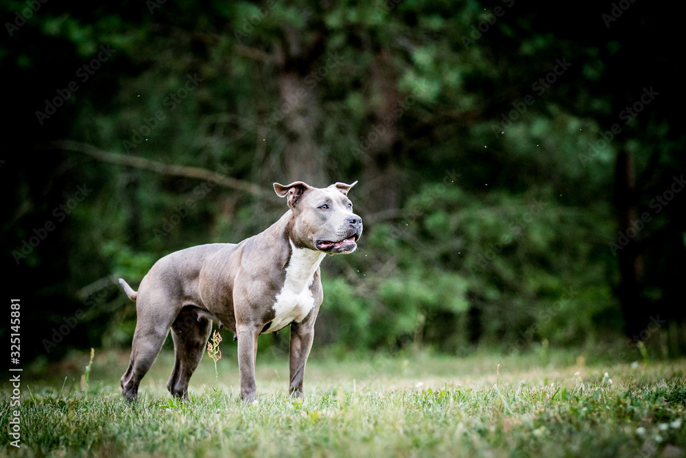 Fototapeta premium american staffordshire terrier puppy posing otside in the park.