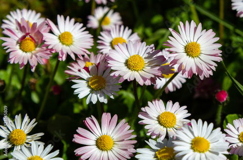 Flowering of daisies. Wild Bellis perennis flowers  white blossoms with yellow center. Common daisies close up. Lawn daisy or English daisy blooming in meadow. Asteraceae family.