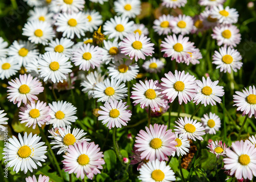 Flowering of daisies. Wild Bellis perennis flowers, white blossoms with yellow center. Common daisies close up. Lawn daisy or English daisy blooming in meadow. Asteraceae family.