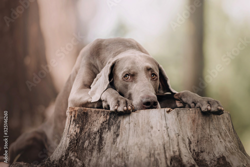 sad weimaraner dog posing on a cut down tree in the forest