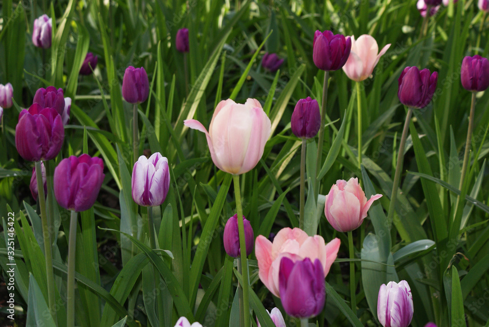 Multi-colored tulips in the park, flowers in the garden, spring. Multi-colored tulips in the park, flowers in the garden, spring.