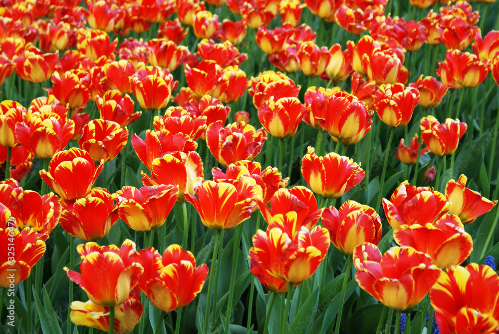 Multi-colored tulips in the park, flowers in the garden, spring. Multi-colored tulips in the park, flowers in the garden, spring.