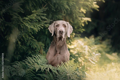 weimaraner dog portrait in the forest, close up