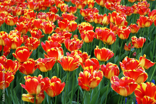 Multi-colored tulips in the park  flowers in the garden  spring.