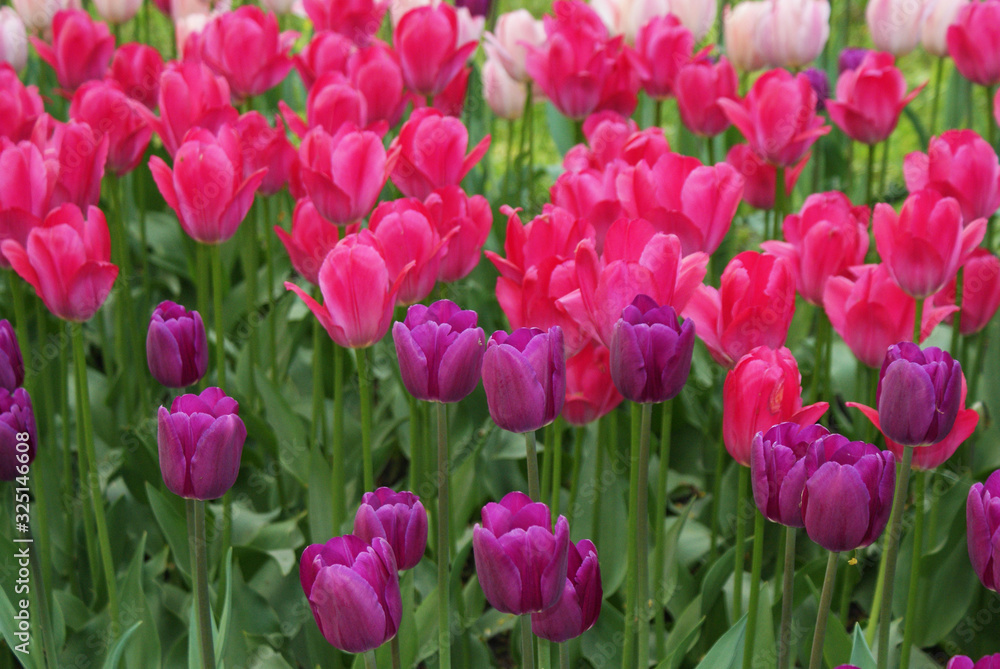 Multi-colored tulips in the park, flowers in the garden, spring.