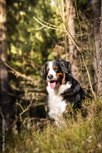 Bernese mountain dog in the forest.