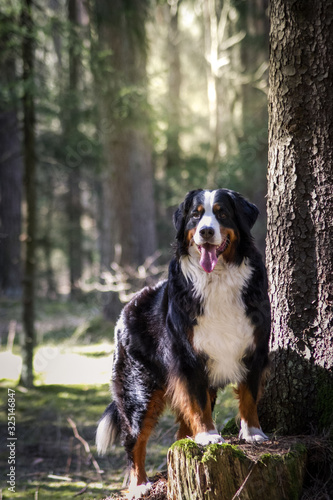 Bernese mountain dog in the forest.