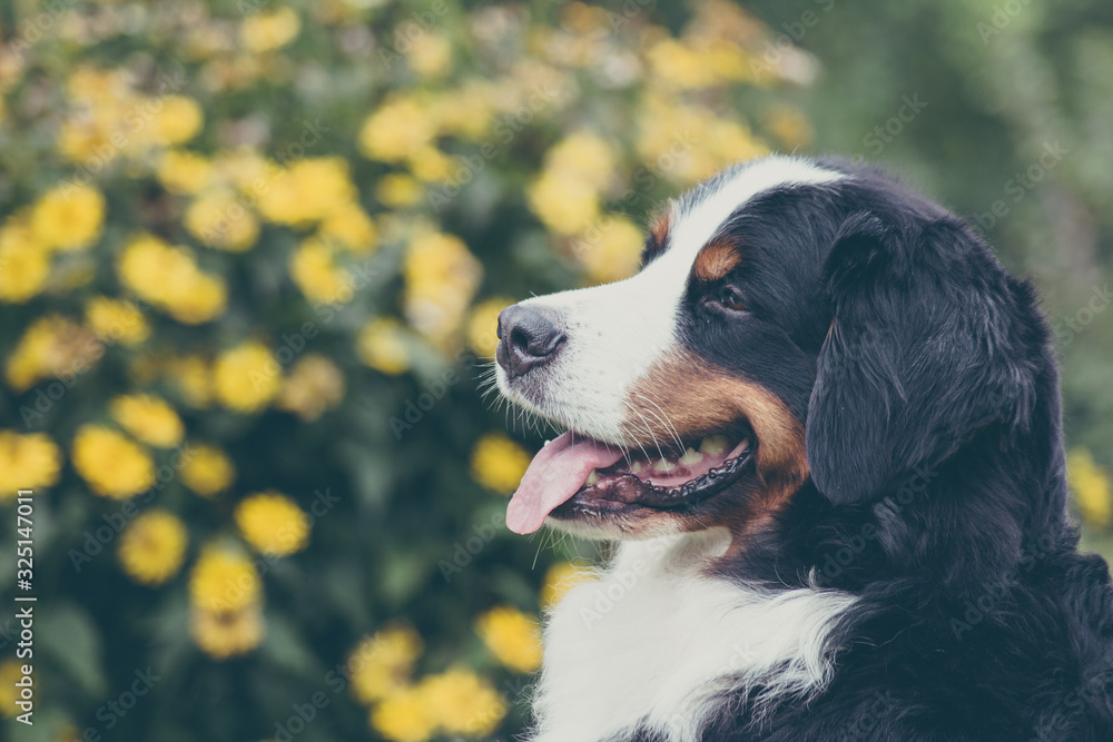 Happy bernese mountain dog in beautiful spring flowerd field. Spring flovers and dog.