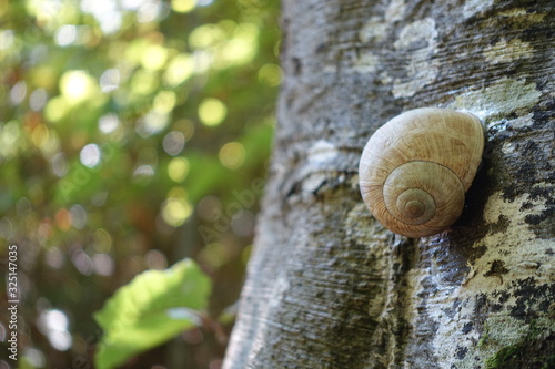 snail crawling on the tree trunk