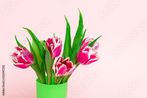 fresh garden pink tulips on a soft pink background © dvulikaia