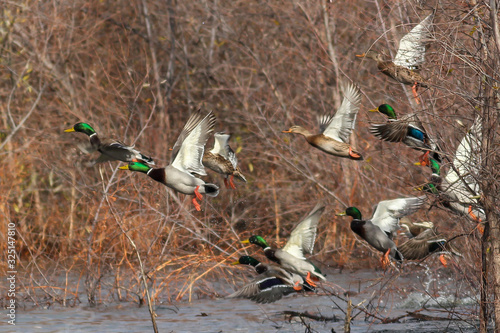 Billede på lærred Mallard ducks in flight mallards taking off flying