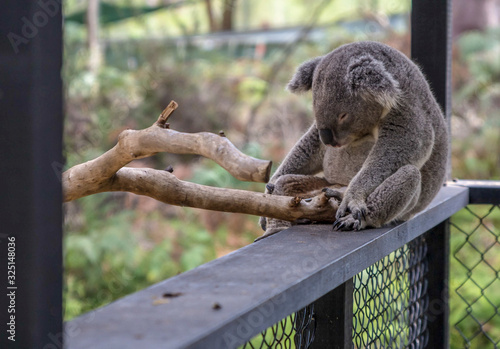 Photography koala sleep