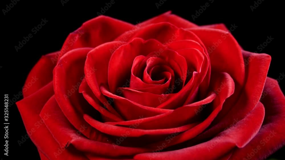 The red rose is blooming. Rose bud blooms close up. Flower of Love. The red rose is blooming. Rose bud blooms close up. Flower of Love.