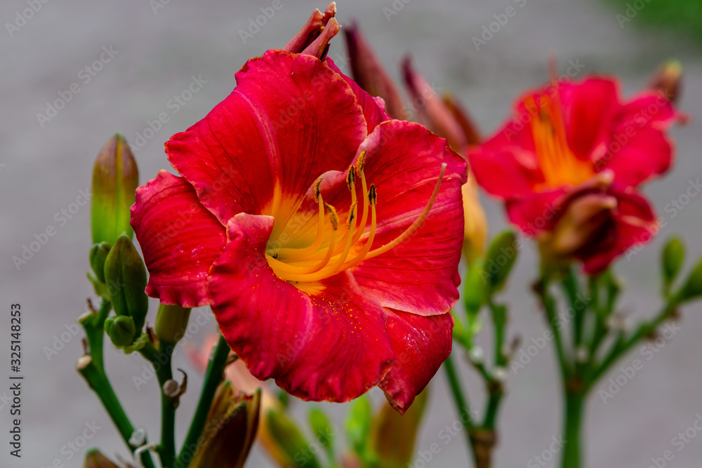 Flowering Day-lily flowers (Hemerocallis flower), closeup in the sunny day. The beauty of decorative flower in garden . Flowering Day-lily flowers (Hemerocallis flower), closeup in the sunny day. The beauty of decorative flower in garden .