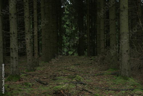 Forest out of firs showing kind of an alley and damage due to bark beetle