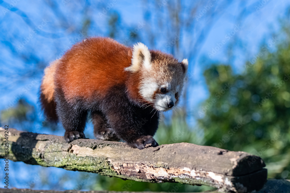 Fototapeta premium Red panda, Ailurus fulgens, portrait of a cute animal 
