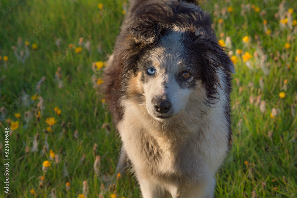 Fototapeta premium Islande