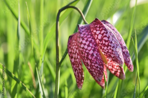 Tableau sur toile fritilaire, fleur sauvage