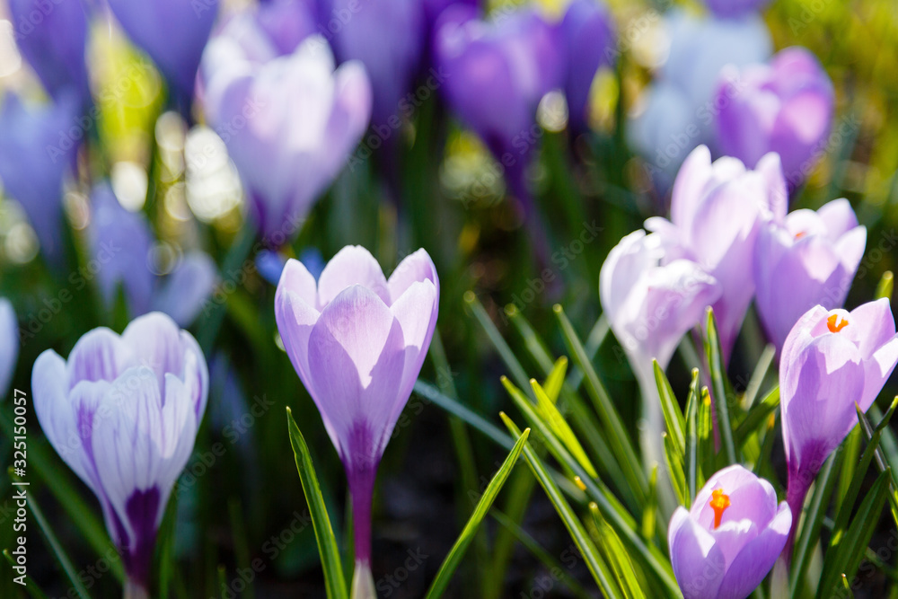 Crocus, plural crocuses or croci is a genus of flowering plants in the iris family. A single crocus, a bunch of crocuses, a meadow full of crocuses