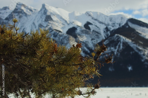 christmas tree on mountain background