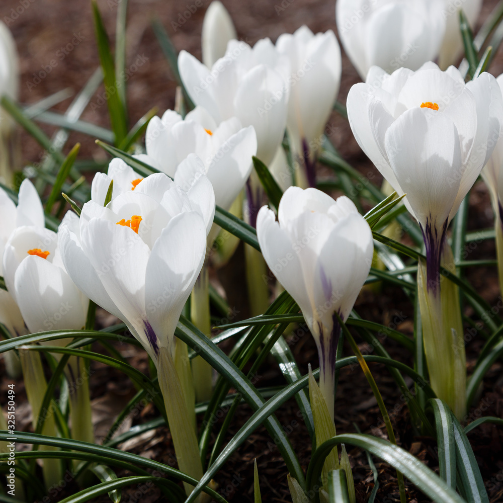 Crocus, plural crocuses or croci is a genus of flowering plants in the iris family. A single crocus, a bunch of crocuses, a meadow full of crocuses Crocus, plural crocuses or croci is a genus of flowering plants in the iris family. A single crocus, a bunch of crocuses, a meadow full of crocuses