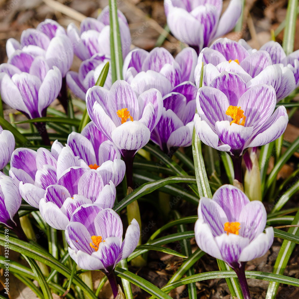 Crocus, plural crocuses or croci is a genus of flowering plants in the iris family. A single crocus, a bunch of crocuses, a meadow full of crocuses Crocus, plural crocuses or croci is a genus of flowering plants in the iris family. A single crocus, a bunch of crocuses, a meadow full of crocuses