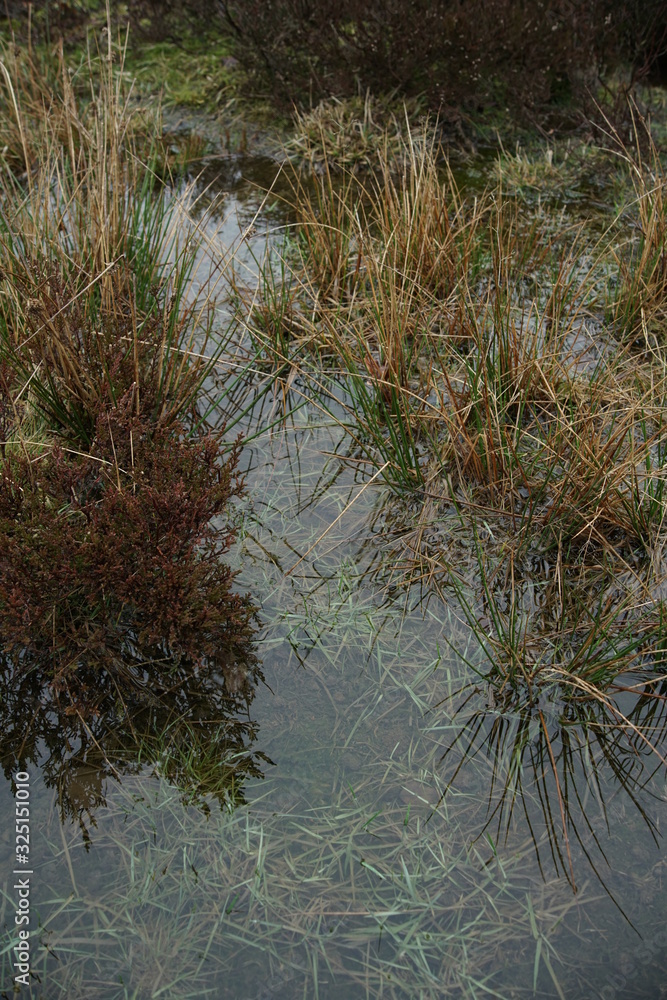 Pond Nature Moss and Forest