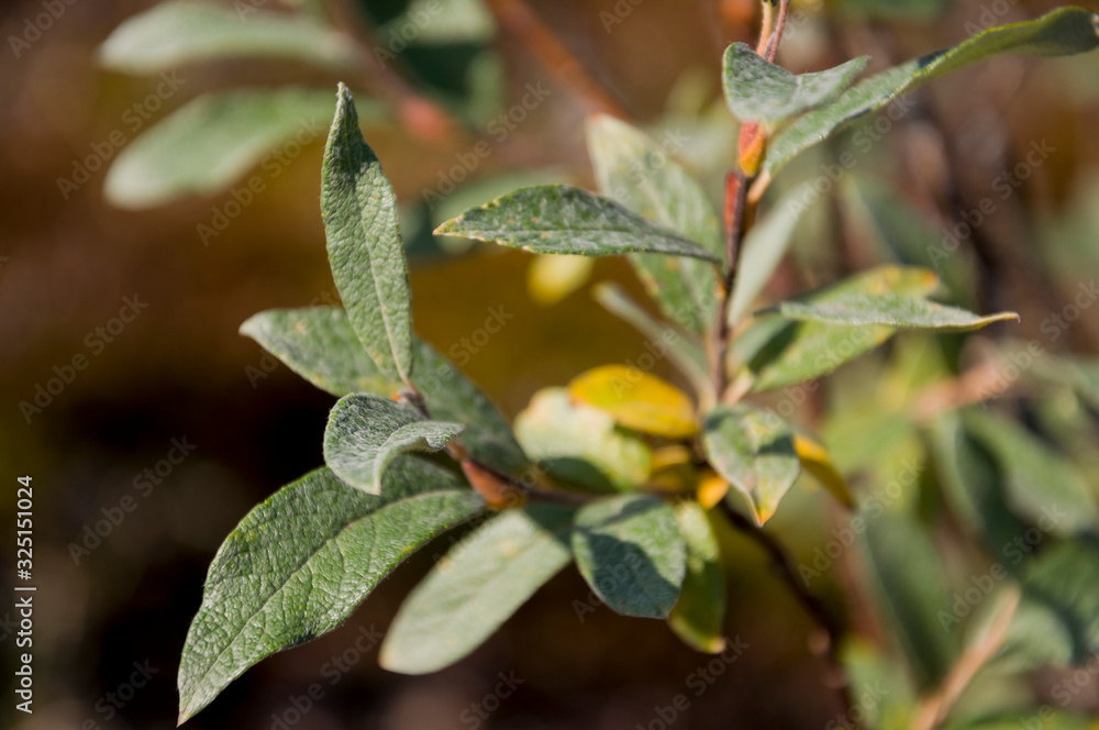 Green branch of tree with big light green and yellow leaves in summer forest. Wild plants Green branch of tree with big light green and yellow leaves in summer forest. Wild plants