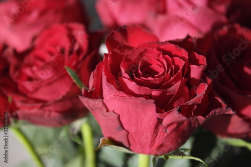 Rote Rosen in der Morgensonne