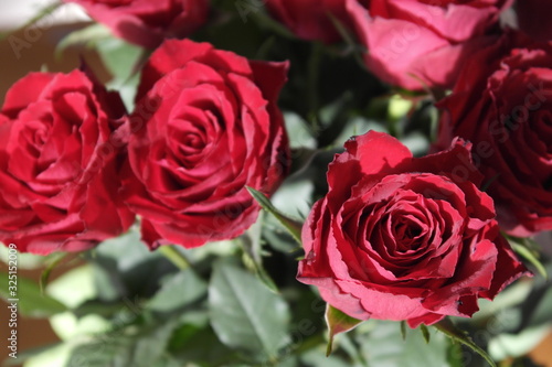 Rote Rosen in der Morgensonne