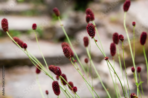 Sanguisorba officinalis  the great burnet  is a plant in the family Rosaceae  subfamily Rosoideae. Sanguisorba officinalis is medicinal plant and plant for rock garden