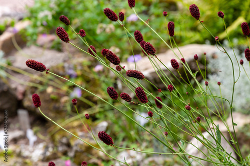 Sanguisorba officinalis, the great burnet, is a plant in the family Rosaceae, subfamily Rosoideae. Sanguisorba officinalis is medicinal plant and plant for rock garden