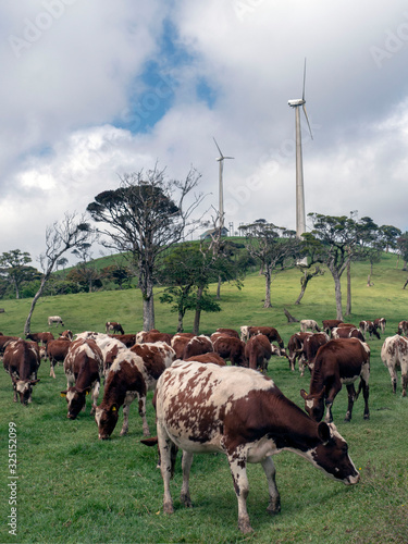 A herd of cows graze on a hilly meadow against the background of wind power plants.