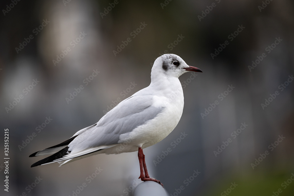 Möwe; Fluss; freigestellt; klein; sitzt; eine; eins; tier; vogel; vögel; stange, urban, wildlife Möwe; Fluss; freigestellt; klein; sitzt; eine; eins; tier; vogel; vögel; stange, urban, wildlife