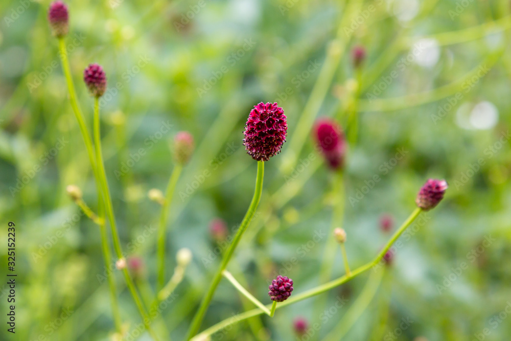 Sanguisorba officinalis, the great burnet, is a plant in the family Rosaceae, subfamily Rosoideae. Sanguisorba officinalis is medicinal plant and plant for rock garden Sanguisorba officinalis, the great burnet, is a plant in the family Rosaceae, subfamily Rosoideae. Sanguisorba officinalis is medicinal plant and plant for rock garden