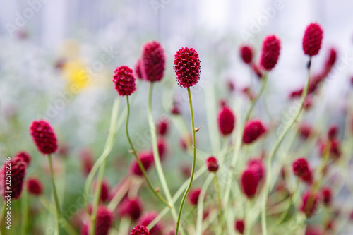 Sanguisorba officinalis, the great burnet, is a plant in the family Rosaceae, subfamily Rosoideae. Sanguisorba officinalis is medicinal plant and plant for rock garden