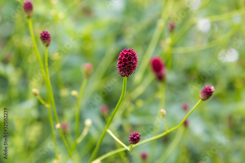Sanguisorba officinalis, the great burnet, is a plant in the family Rosaceae, subfamily Rosoideae. Sanguisorba officinalis is medicinal plant and plant for rock garden