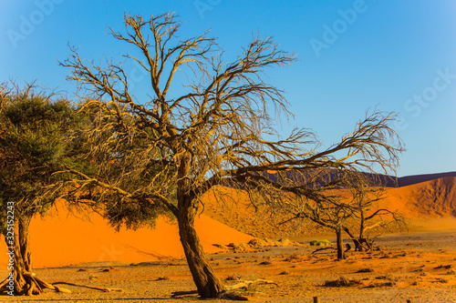 Yellow dunes of the Namib desert