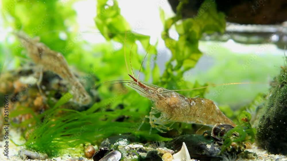 funny and active crustacean pet Palaemon adspersus, Baltic prawn, saltwater decapod feed on sea vegetation with its pereiopods and antennas funny and active crustacean pet Palaemon adspersus, Baltic prawn, saltwater decapod feed on sea vegetation with its pereiopods and antennas
