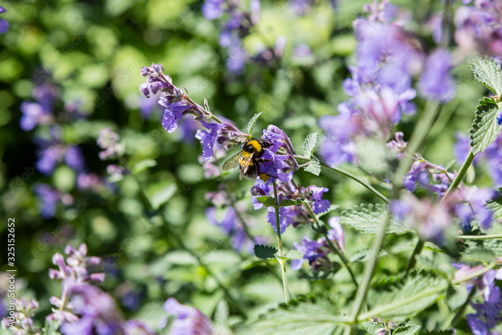 Bumblebee on flower of nepeta cataria in garden. Blue flowers of Nepeta ...