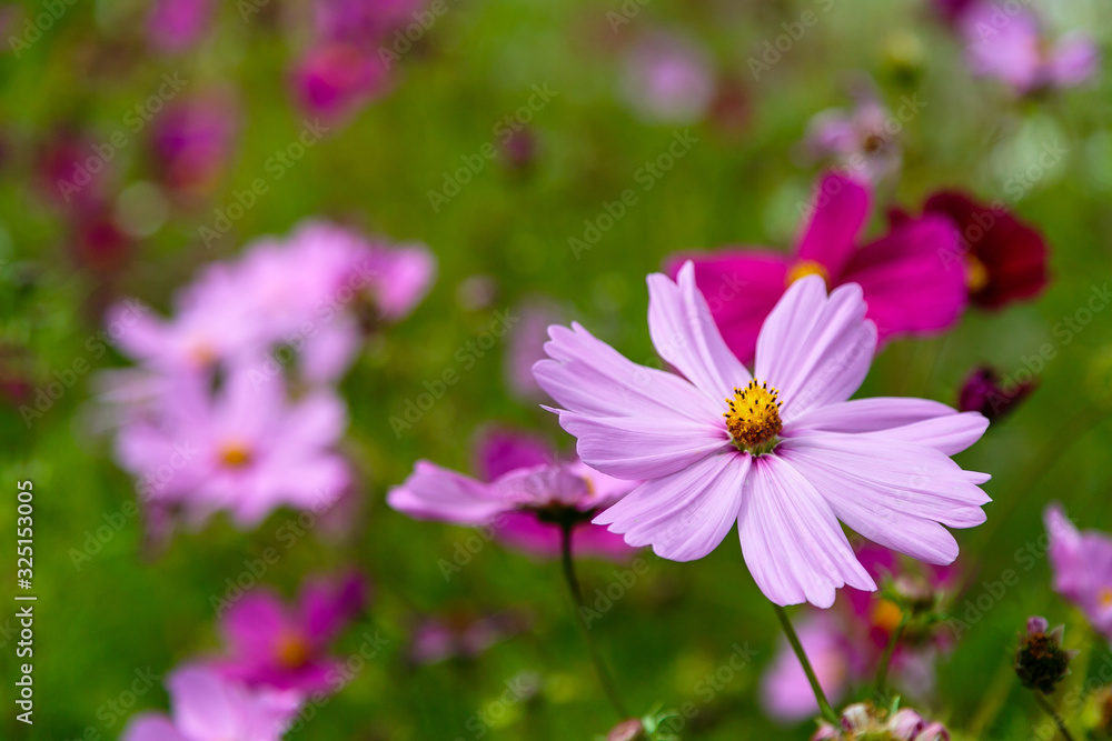 Beautiful Cosmos flowers in nature, light pink and deep pink cosmos. Summer floral background. Beautiful Cosmos flowers in nature, light pink and deep pink cosmos. Summer floral background.