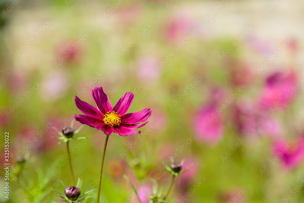 Beautiful Cosmos flowers in nature, light pink and deep pink cosmos. Summer floral background. Beautiful Cosmos flowers in nature, light pink and deep pink cosmos. Summer floral background.