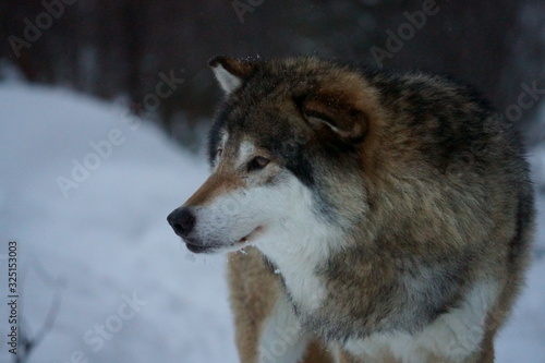 Wolf in Norway