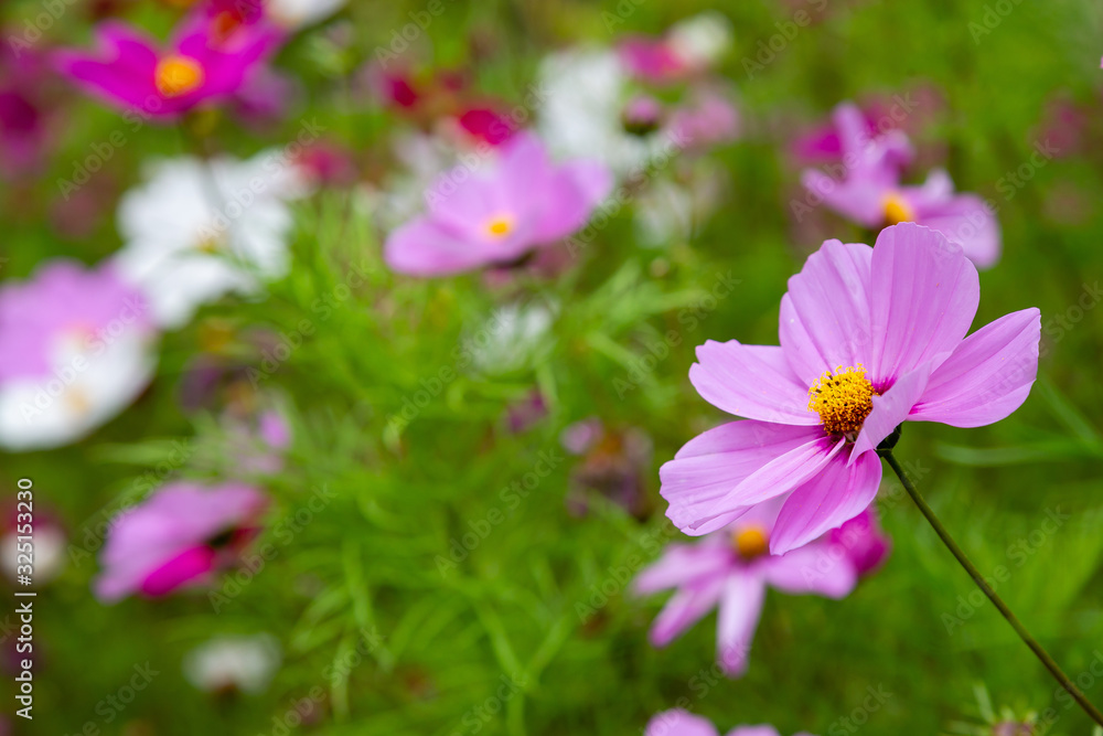 Beautiful Cosmos flowers in nature, light pink and deep pink cosmos. Summer floral background. Beautiful Cosmos flowers in nature, light pink and deep pink cosmos. Summer floral background.