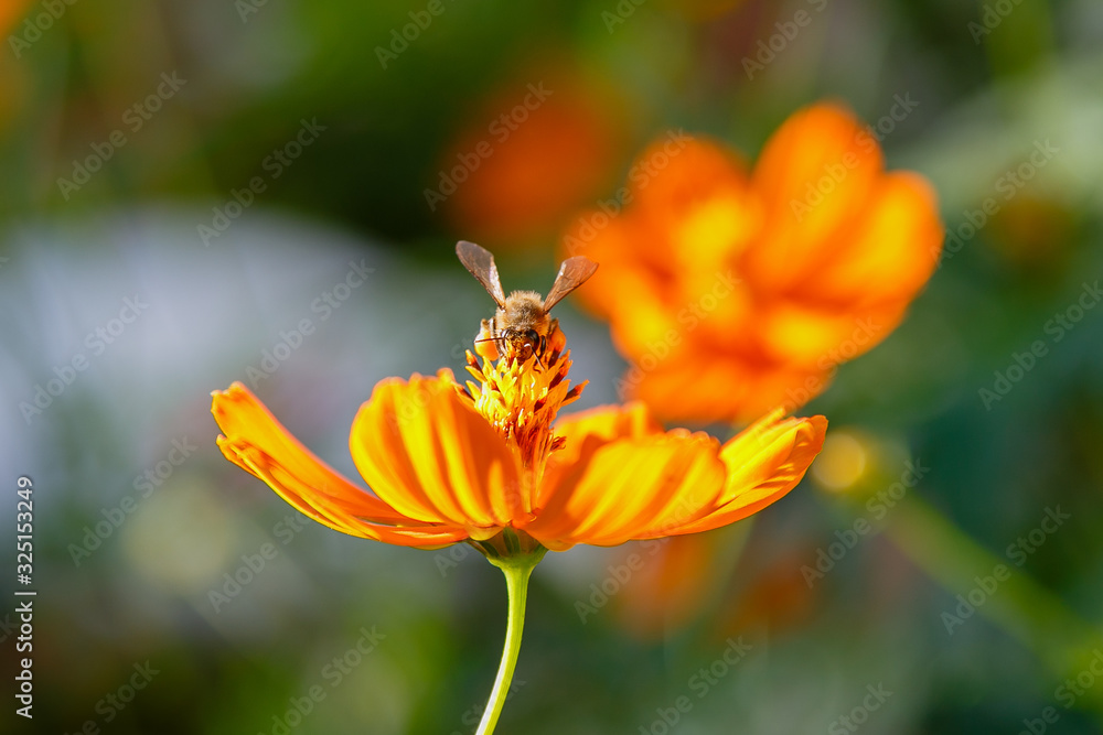 Cosmos sulphureus. Bee on an orange summer flower cosmos. Cosmos sulphureus. Bee on an orange summer flower cosmos.