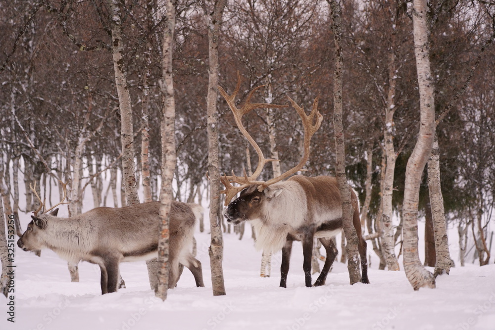 Reindeer Norway Reindeer Norway